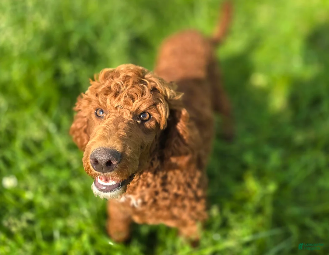 Miniature Poodle dogs for sale: Spankie - Ad 2