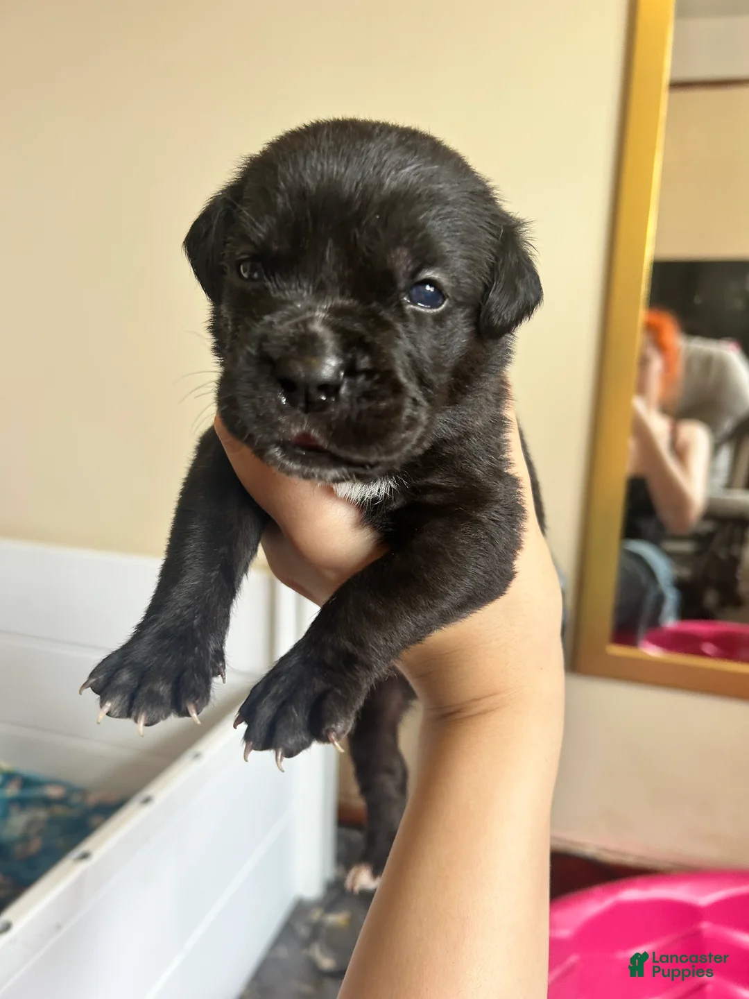 Cane Corso dogs for sale: Green - Ad 1