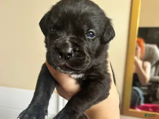 Cane Corso dogs Green - Ad 13