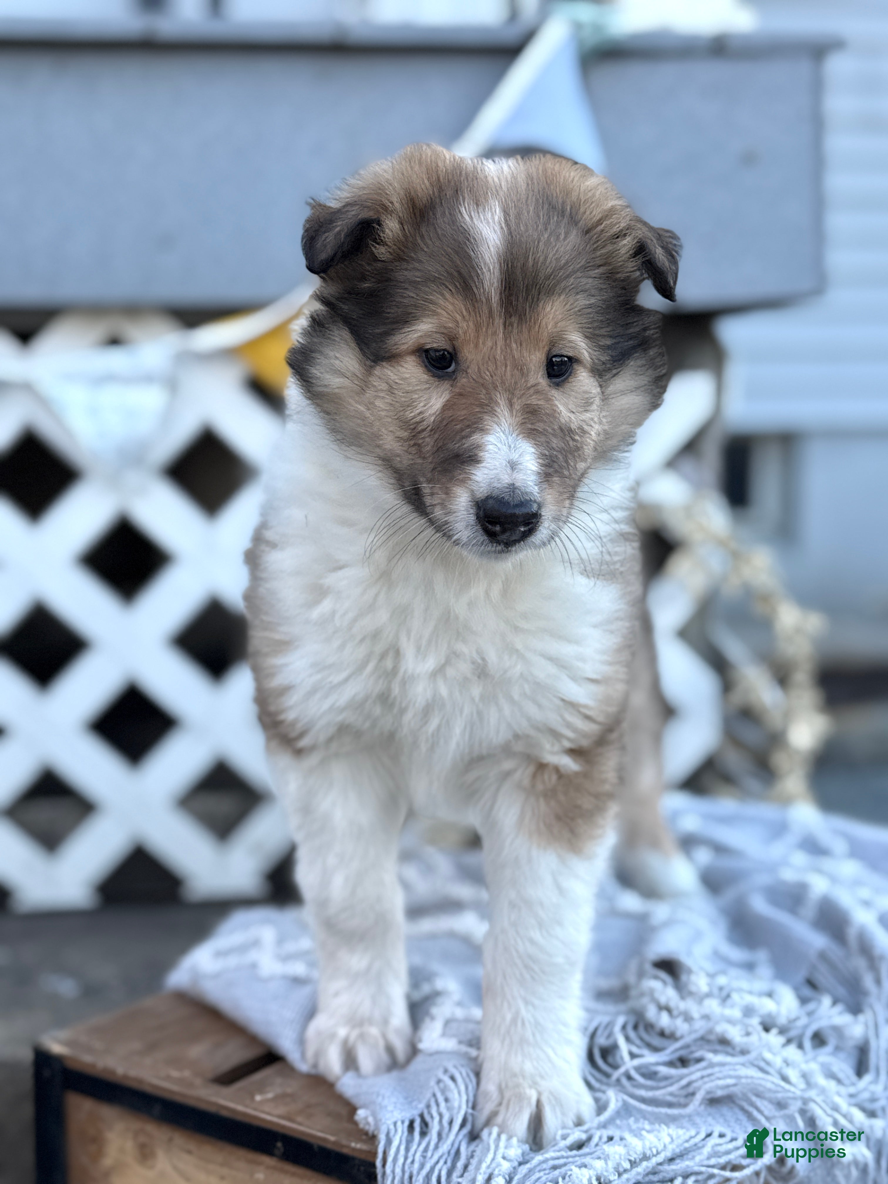 Collie dogs Raine - Ad 1