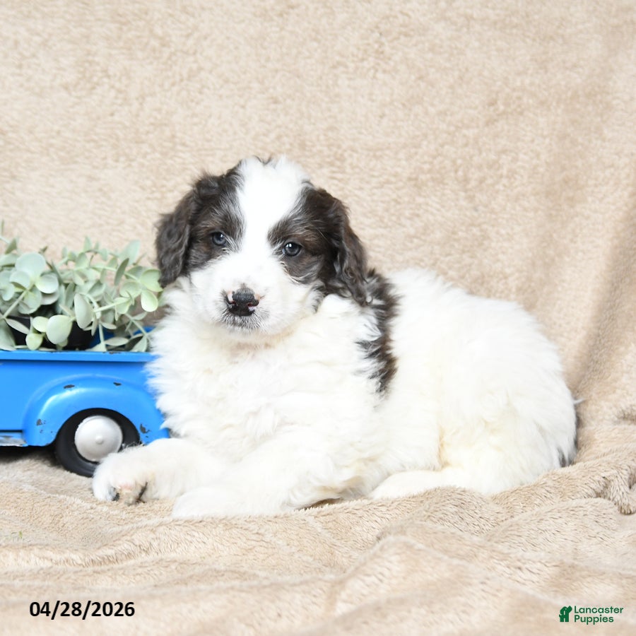 Goldendoodle dogs Rolo - Ad 2
