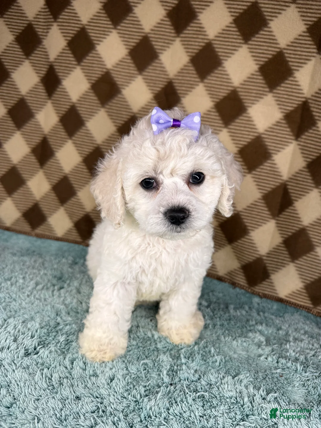 Cockapoo dogs for sale: Peaches - Ad 1
