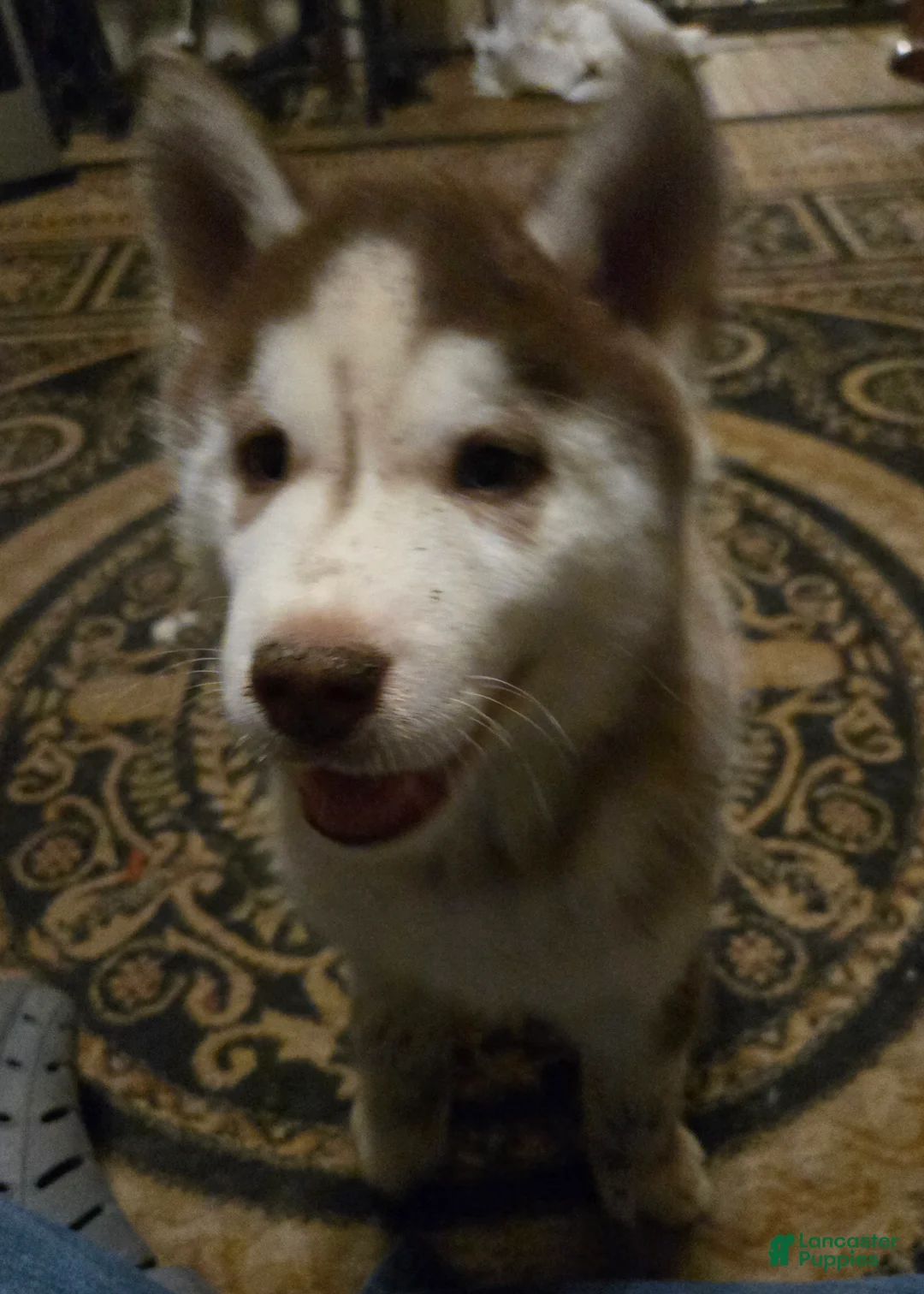 Siberian Husky dogs for sale: Henry - Ad 8