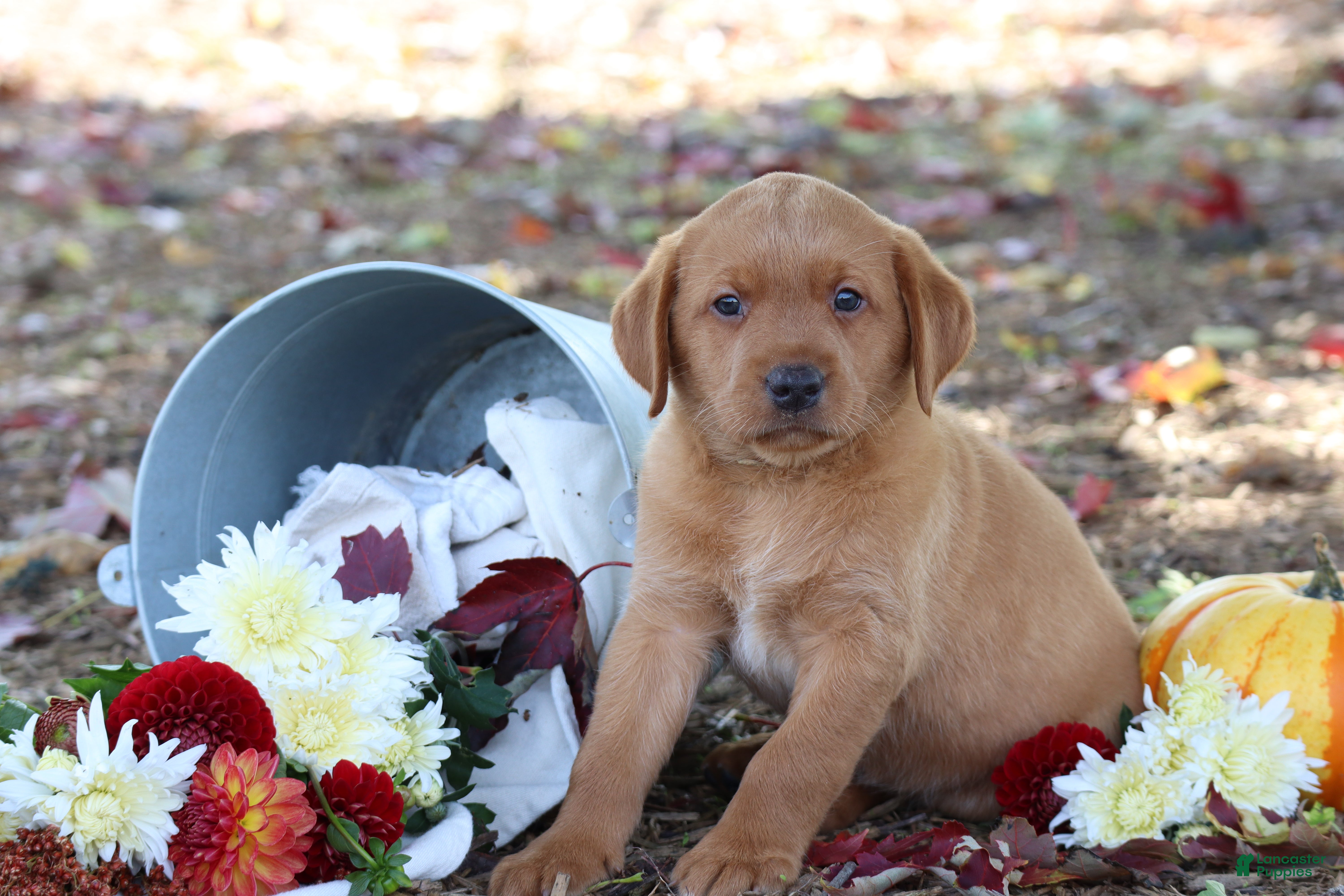 Labrador Retriever dogs Tassle - Ad 2