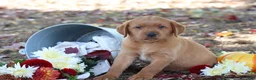 Labrador Retriever dogs for sale: Tassle - Ad 2