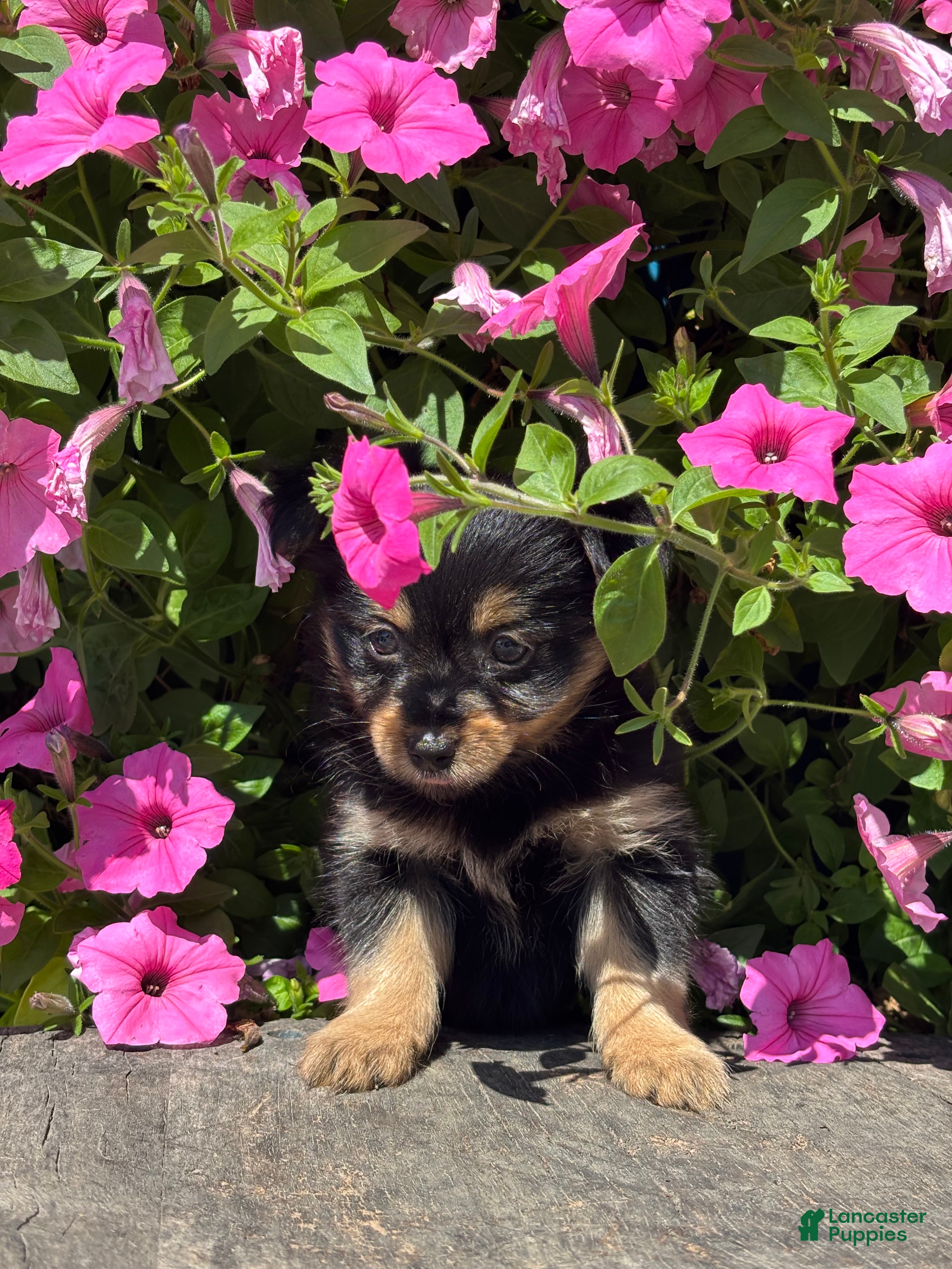Mixed Breed dogs Luna - Ad 2