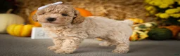 Miniature Poodle dogs for sale: Jenson ✨ - Ad 4
