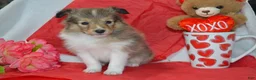 Shetland Sheepdog dogs for sale: Kalila - Ad 3