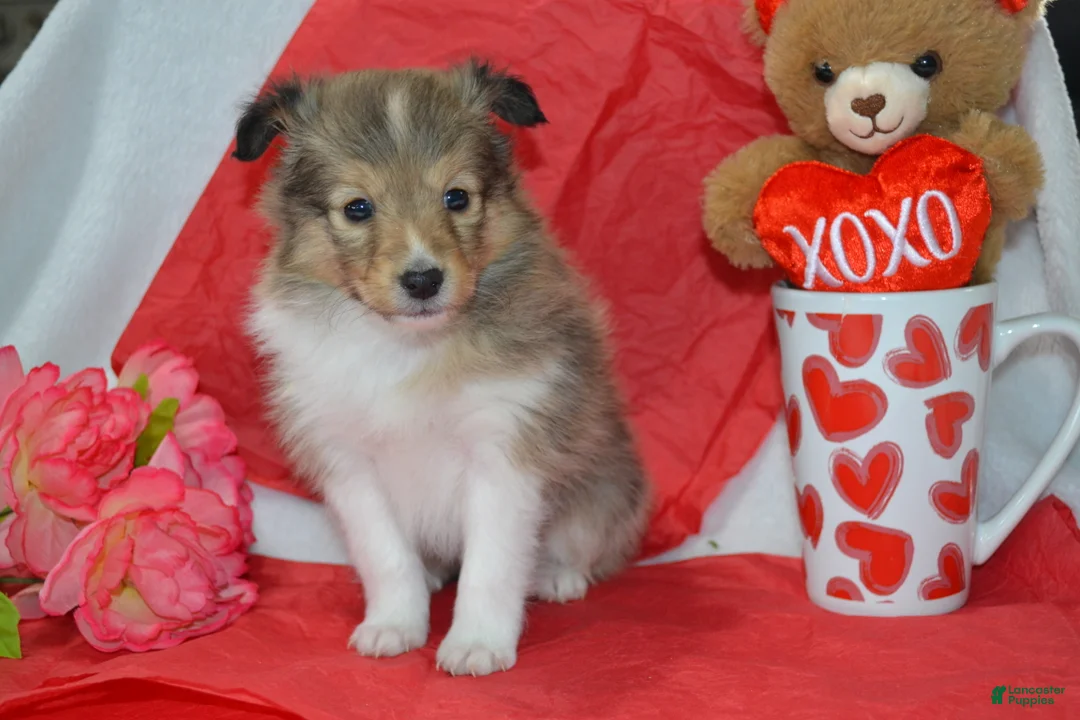 Shetland Sheepdog dogs for sale: Kalila - Ad 3