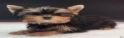Yorkshire Terrier dogs for sale: Yorkshire Terrier 2 - Ad 3