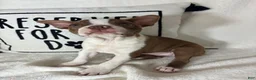 Boston Terrier dogs for sale: Bonnie - Ad 4