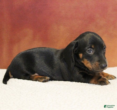 Miniature Dachshund dogs Otto - Ad 2