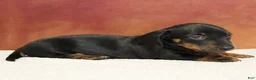 Miniature Dachshund dogs for sale: Otto - Ad 3