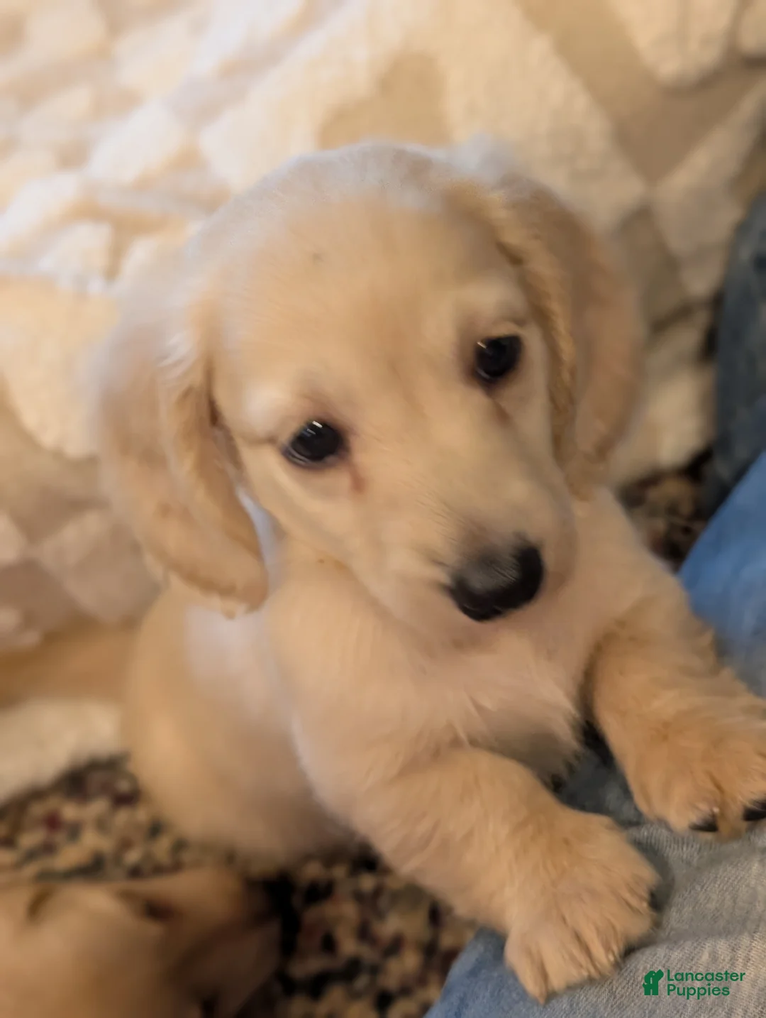 Miniature Dachshund dogs for sale: Little bigger boy - Ad 1