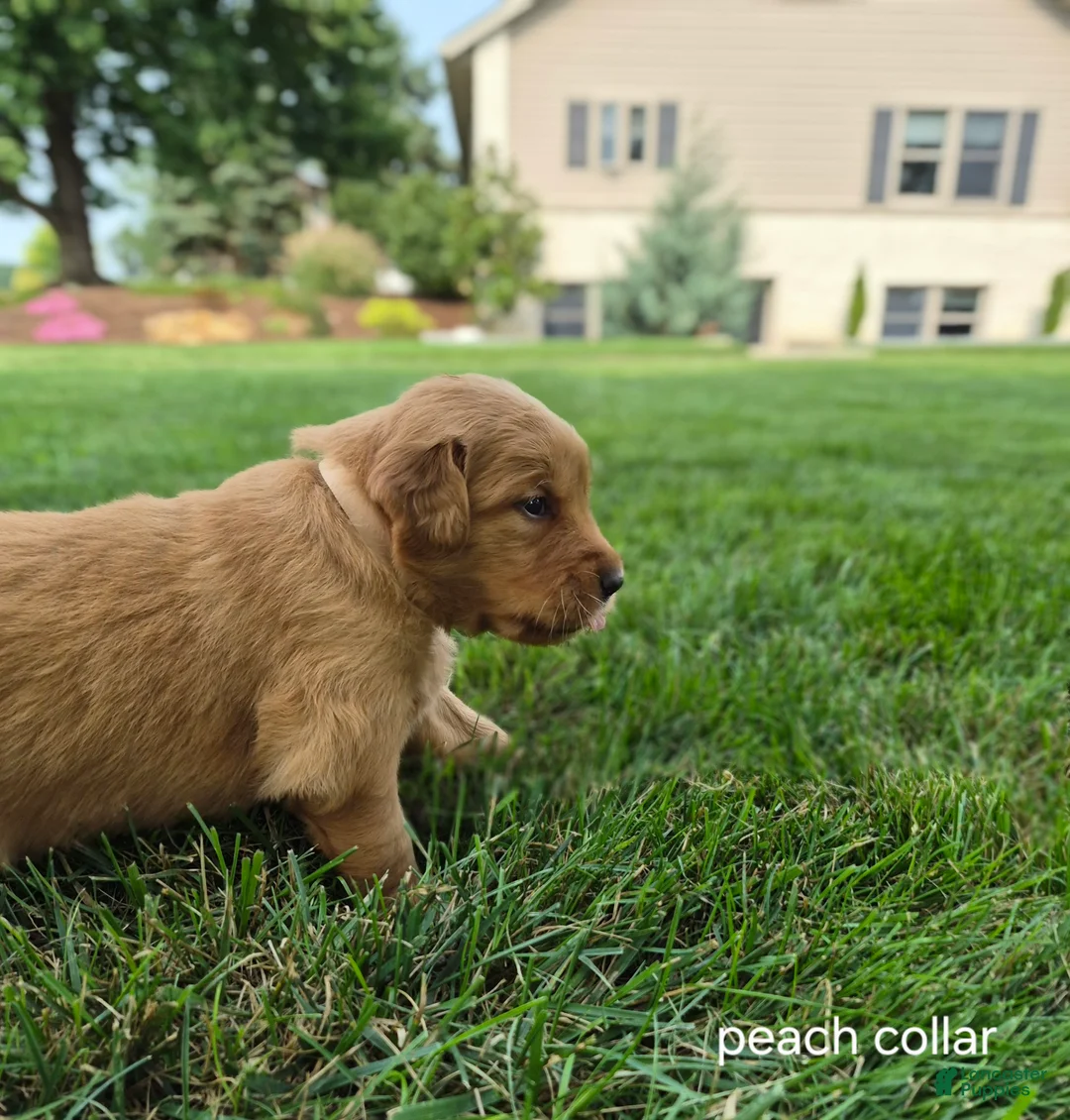 Golden Retriever dogs for sale: Willow (peach collar) - Ad 1