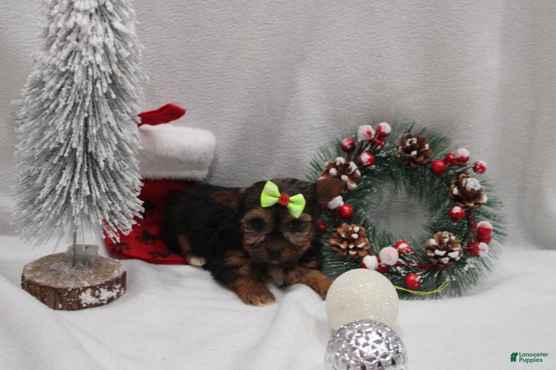 Yorkshire Terrier dogs for sale: Luna  - Ad 3