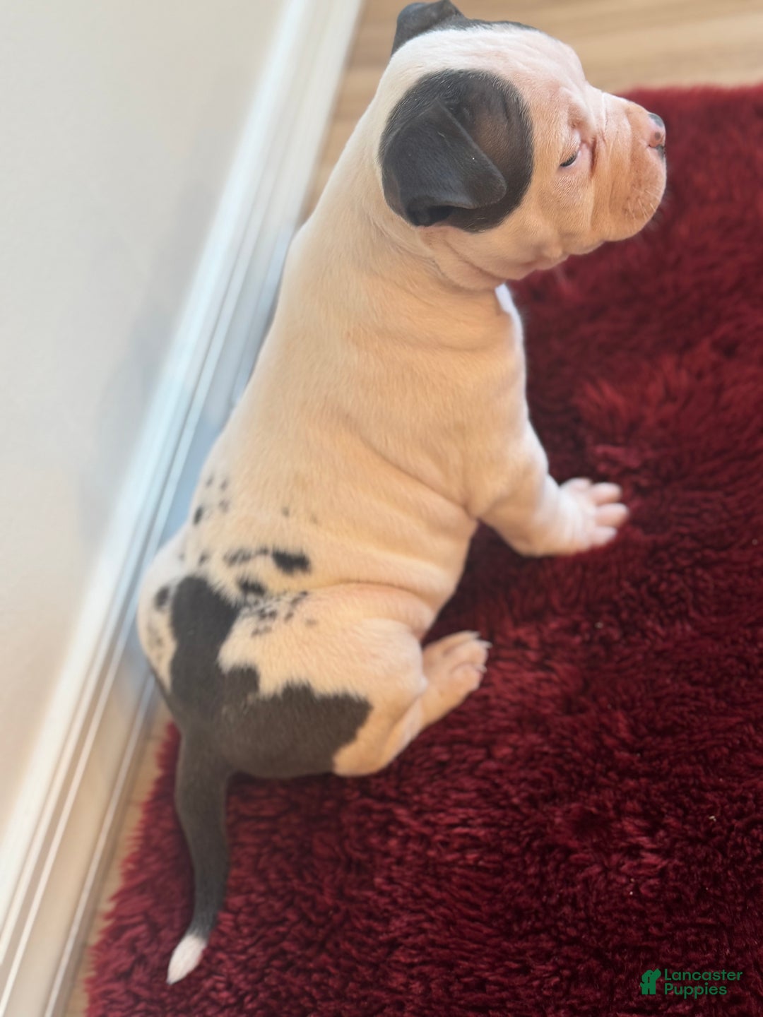 American Bully dogs for sale: Winnie - Ad 2