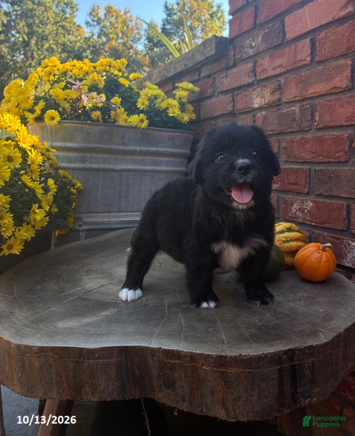 Willow (Doodle / designer cross, Female) in Salem, IN
