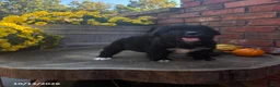 Mini Bernedoodle dogs for sale: Willow - Ad 1