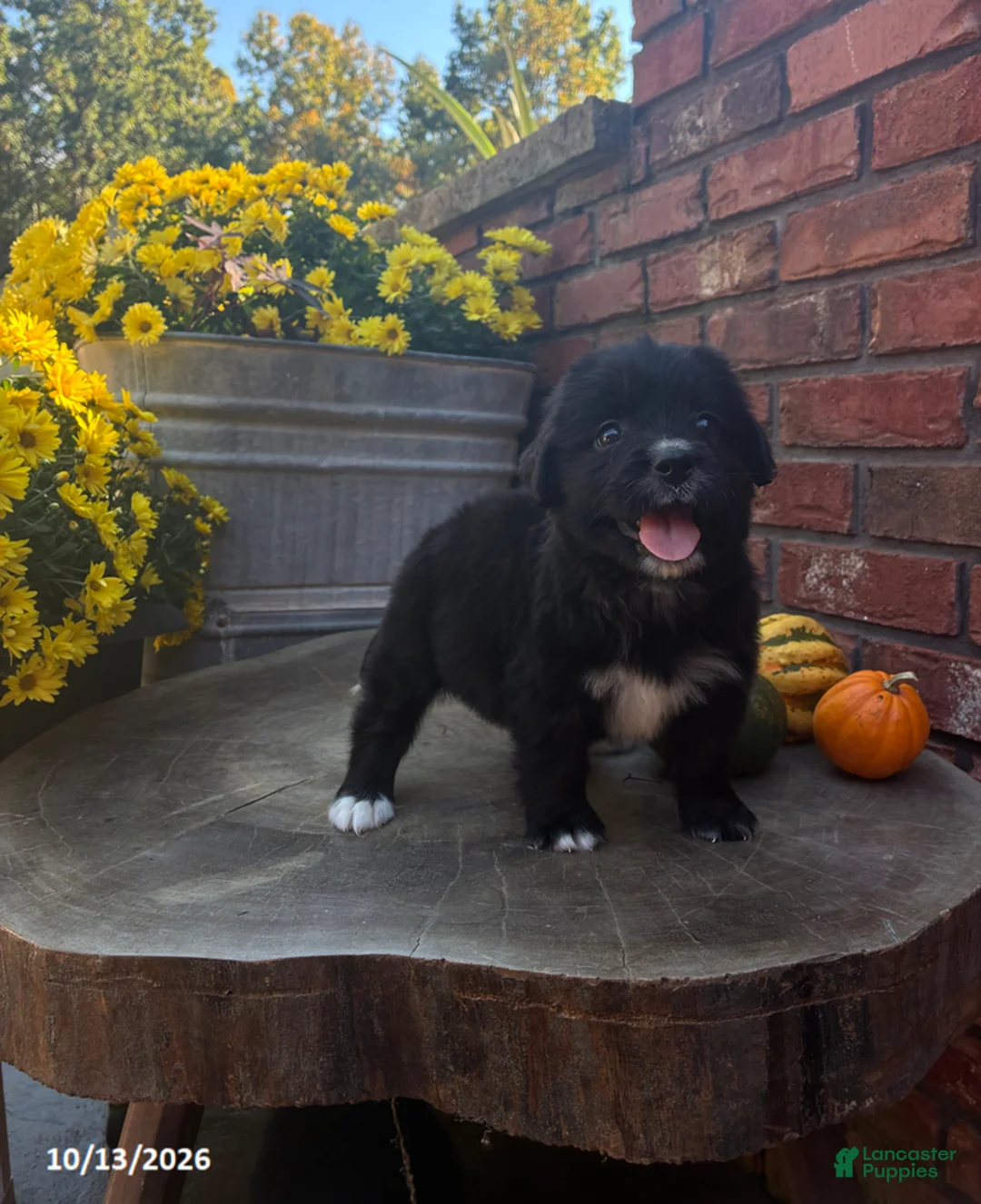 Mini Bernedoodle dogs for sale: Willow - Ad 1