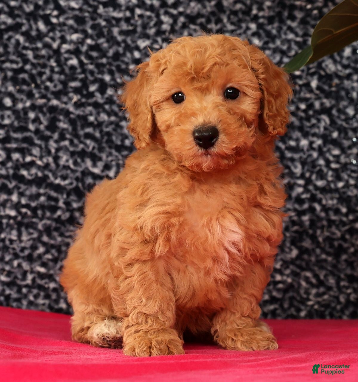 Bichpoo dogs Flint - Ad 1