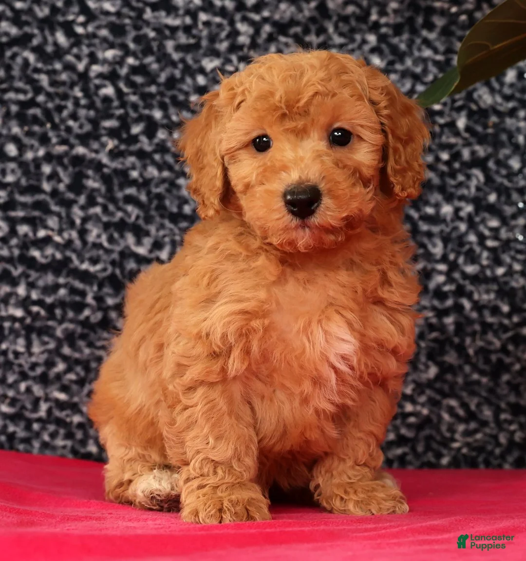 Bichpoo dogs for sale: Flint - Ad 1