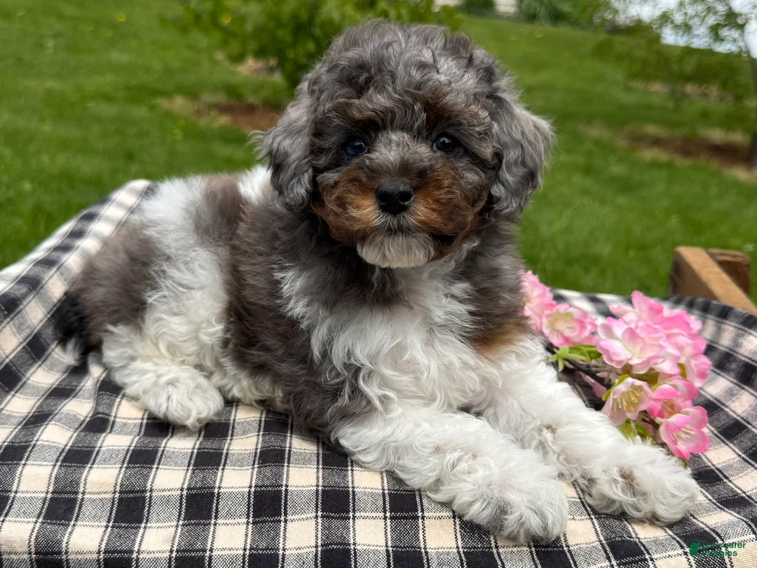 Toy Poodle dogs for sale: Holly - Ad 2