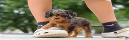 Cavapoo dogs for sale: Indy - Ad 17