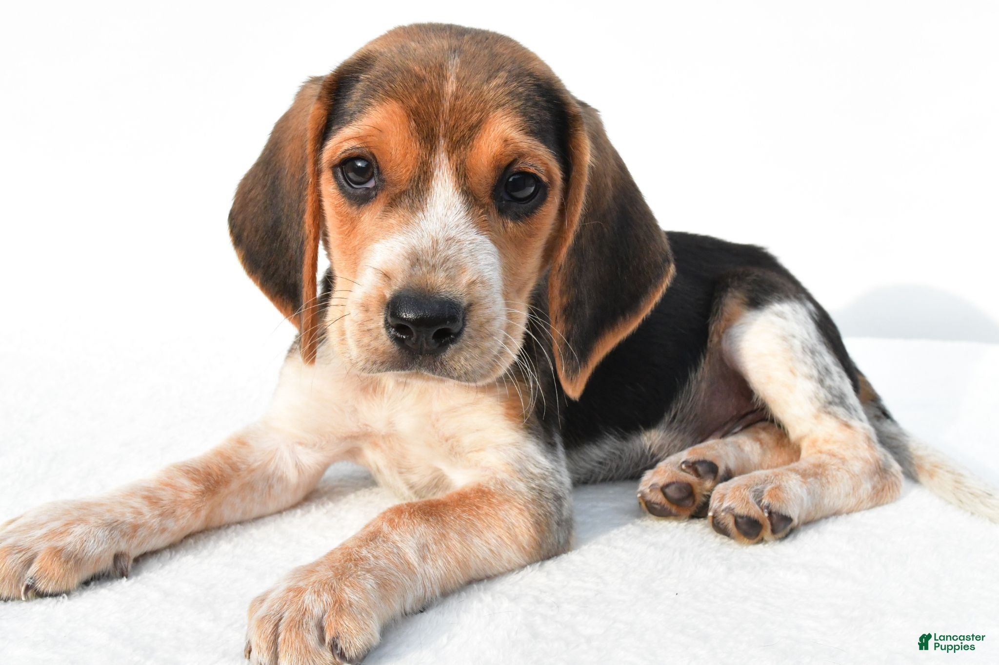 Beagle dogs Allen - Ad 2