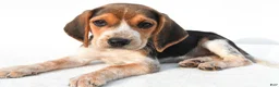Beagle dogs for sale: Allen - Ad 2