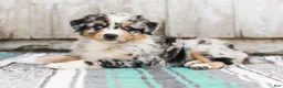 Australian Shepherd dogs for sale: Tulip - Ad 4