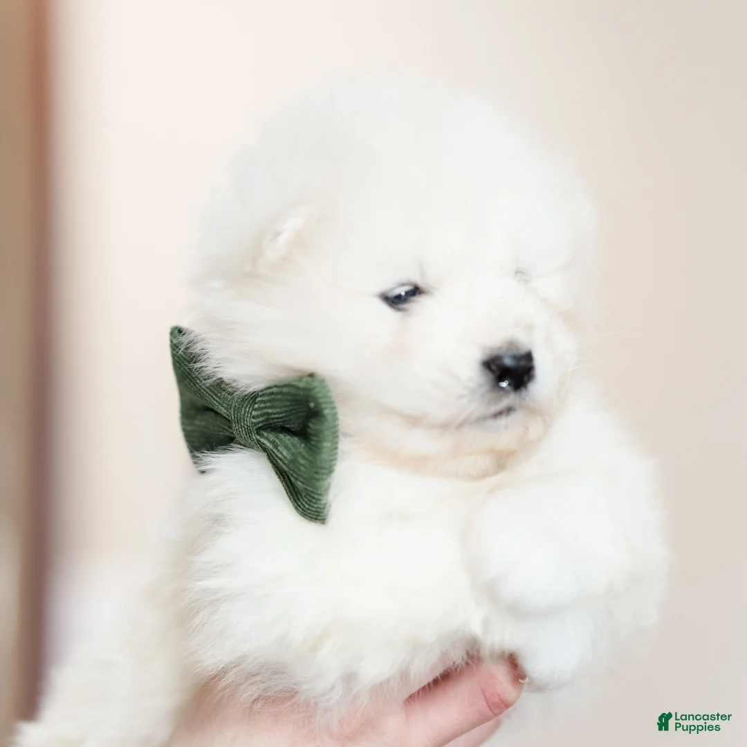 Samoyed dogs for sale: Sparki - Ad 4