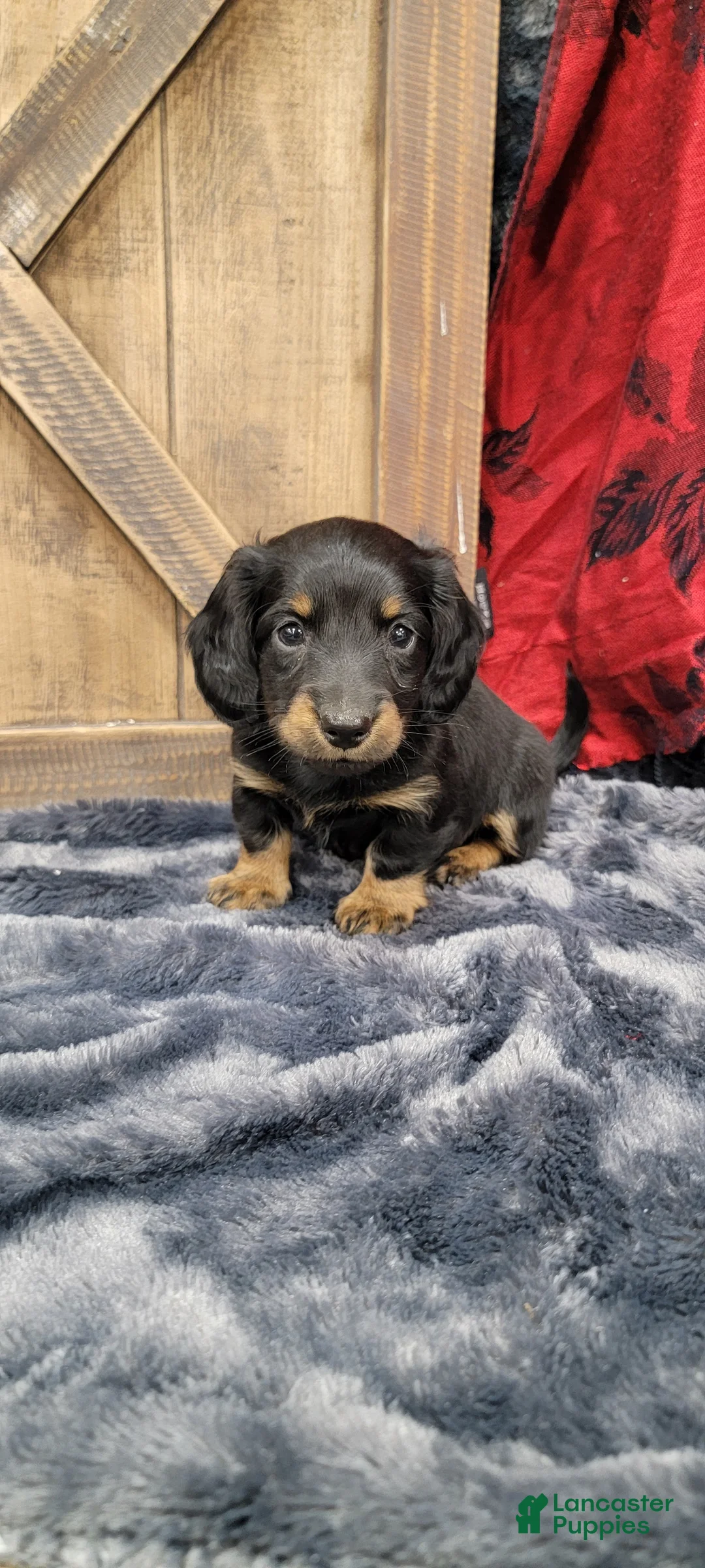 Dachshund dogs for sale: Gritty - Ad 8