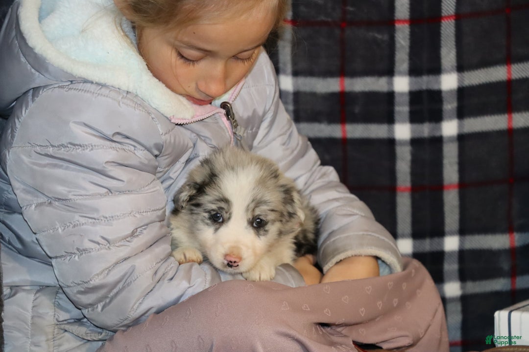 Border Collie dogs for sale: holly - Ad 3