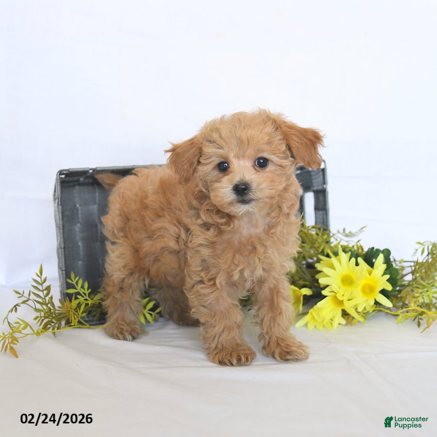 Maltipoo dogs Buffy - Ad 2