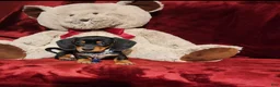 Miniature Dachshund dogs for sale: JASPER  - Ad 9