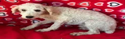 Toy Poodle dogs for sale: Mimi - Ad 8