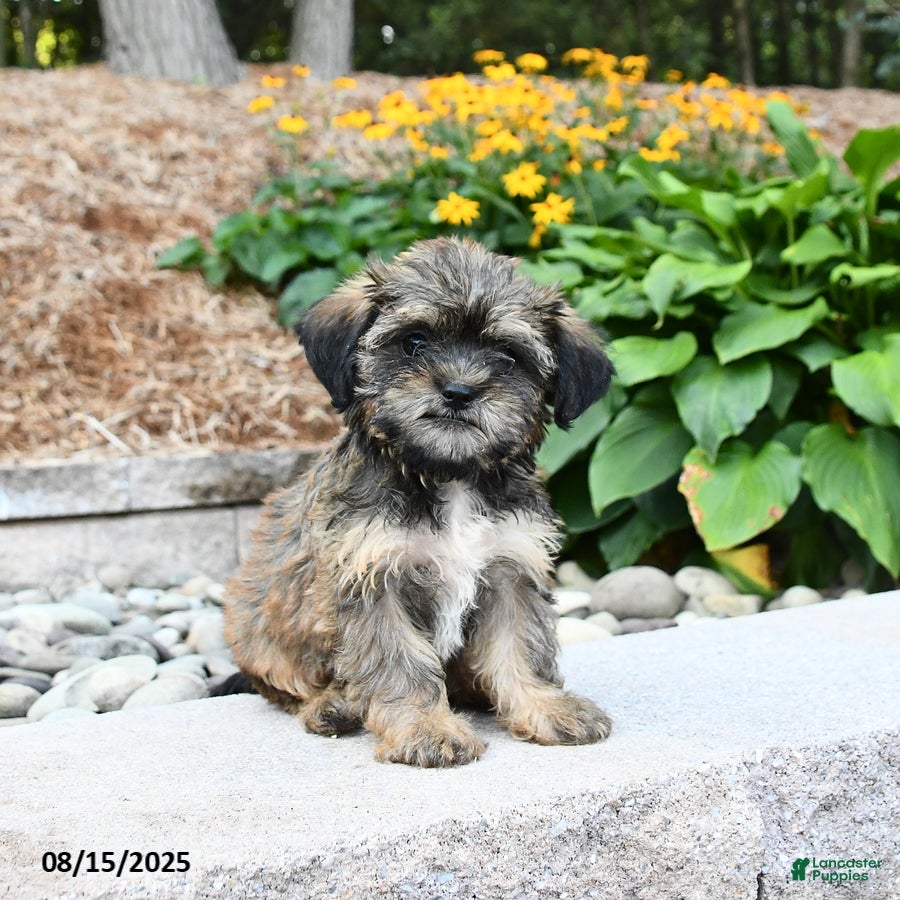 Tan Shorkie Schnauzer Mix Family-friendly Shorkie Puppies For Sale