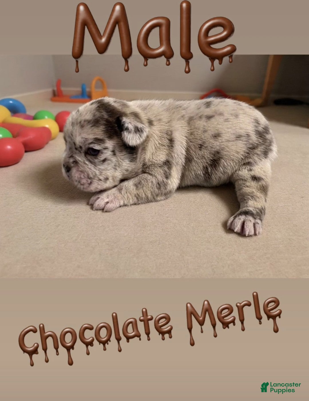 French Bulldog dogs Cirrus - Ad 1