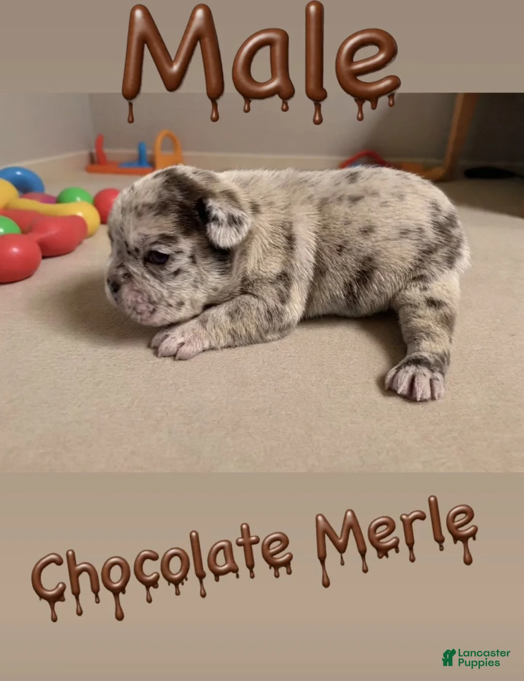 French Bulldog dogs for sale: Cirrus - Ad 1