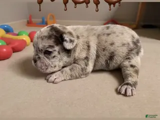 French Bulldog dogs for sale: Cirrus - Ad 1