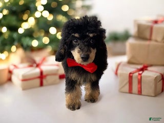 Toy Poodle dogs Cashmere - Ad 14