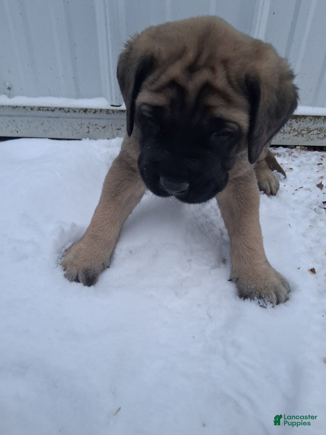 English Mastiff dogs for sale: Nina - Ad 5