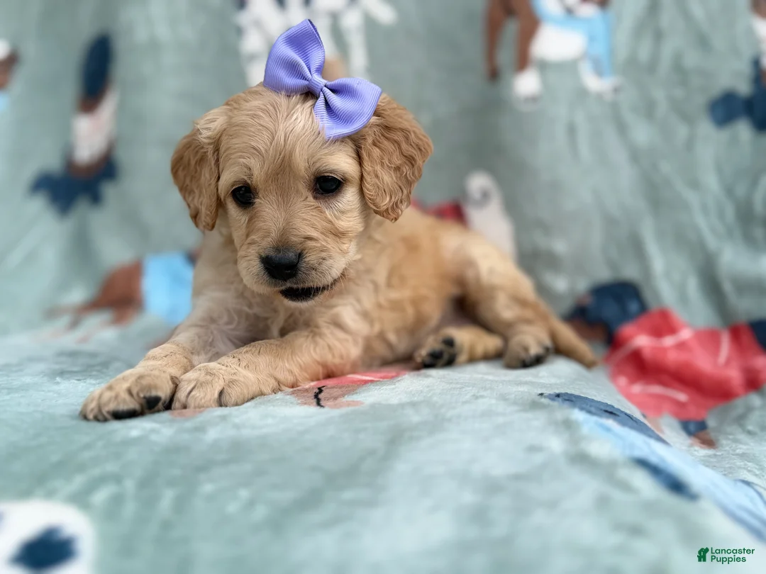 Goldendoodle dogs for sale: Brylynn - Ad 9