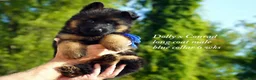 German Shepherd dogs for sale: German Shepherd blue collar - Ad 3