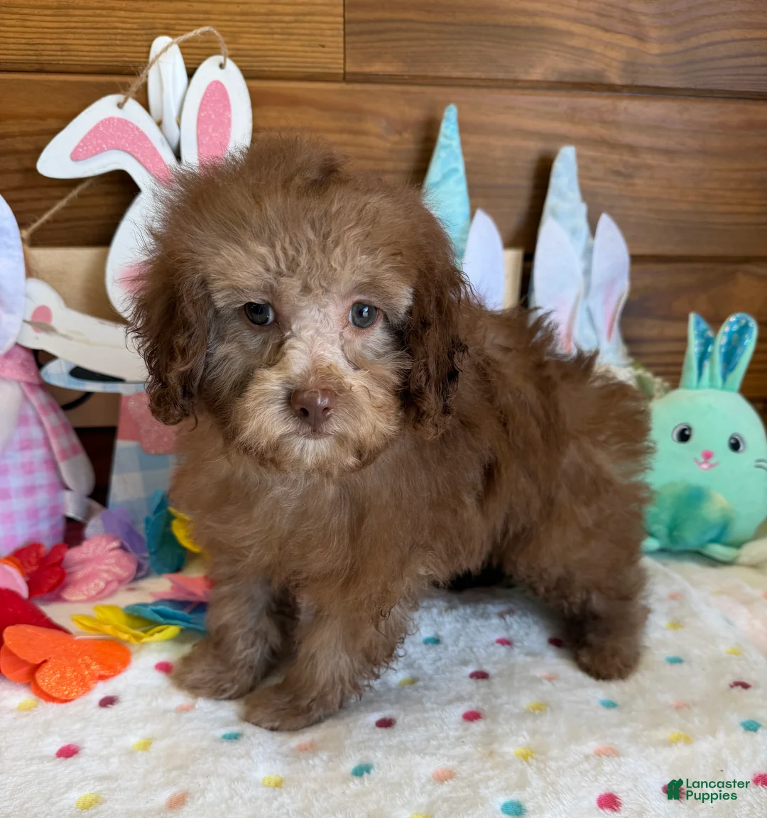 Cockapoo dogs for sale: Bear - Ad 1