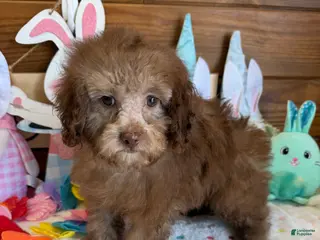 Cockapoo dogs Bear - Ad 1