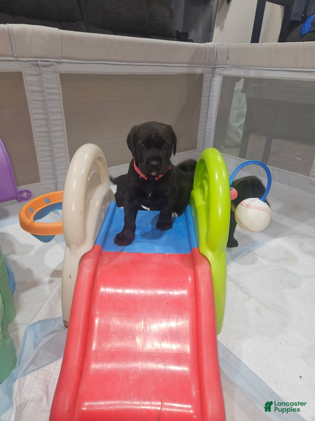 Mixed Breed dogs for sale: Mixed Breed Puppy 3 - Ad 3