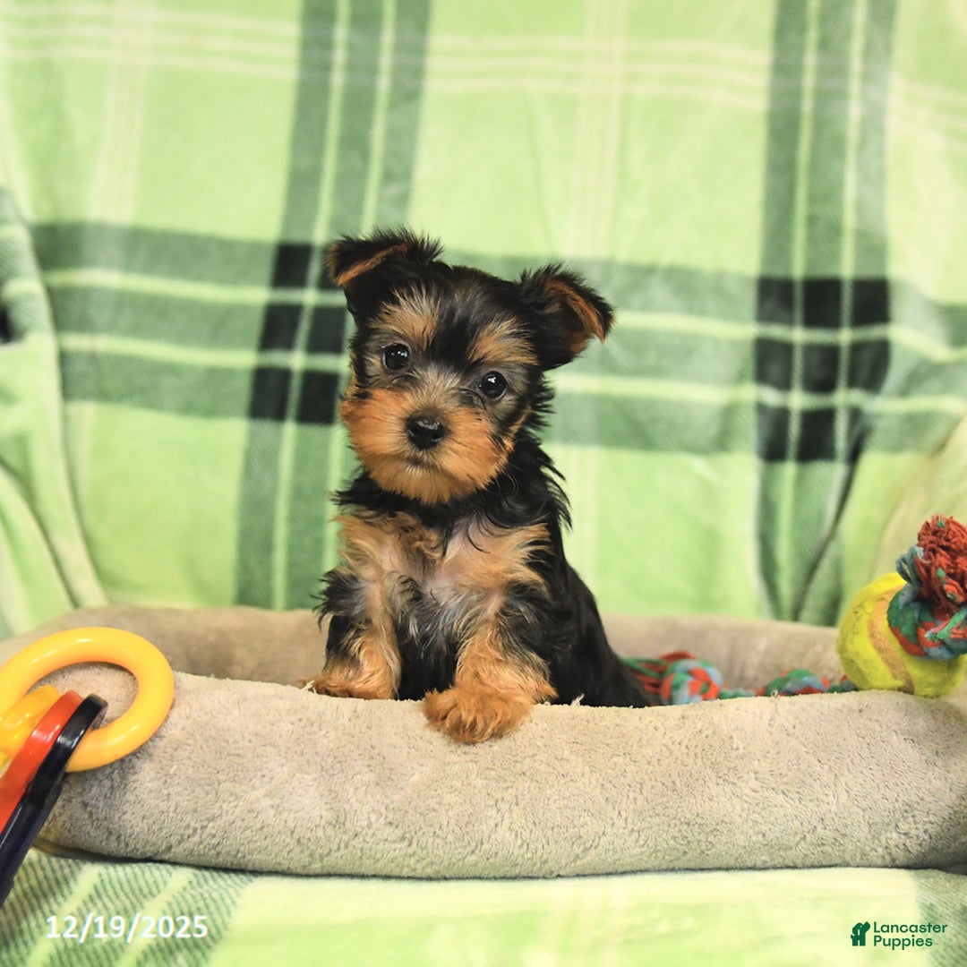 Yorkshire Terrier dogs for sale: Daisy - Ad 4