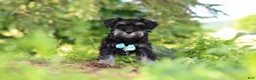 Miniature Schnauzer dogs for sale: Hunter - Ad 6